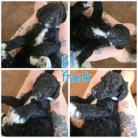 Frank, a male Bernedoodle for sale in Spur, TX – 2 of 2