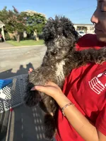 Merle Boy1, a male Poodle - Standard  for sale in Spur, TX – 4 of 5