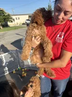 Apricot girl 2, a male Poodle - Standard  for sale in Spur, TX – 3 of 4