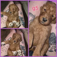 Yellow collar girl, a female Bernedoodle for sale in Spur, TX – 2 of 2