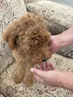 Apricot boy, a male Poodle - Standard  for sale in Spur, TX – 2 of 4
