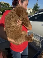 Apricot girl 2, a male Poodle - Standard  for sale in Spur, TX – 2 of 4