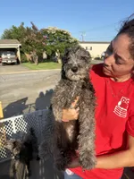 Merle Boy 2, a male Poodle - Standard  for sale in Spur, TX – 3 of 5