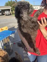 Merle Boy1, a male Poodle - Standard  for sale in Spur, TX – 5 of 5