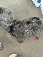 Merle Boy 2, a male Poodle - Standard  for sale in Spur, TX – 2 of 5