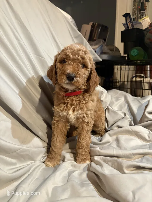 Apricot girl 2 – Poodle - Standard  puppy for sale in Spur, TX