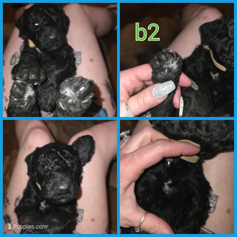Black boy 2 – Bernedoodle puppy for sale in Spur, TX
