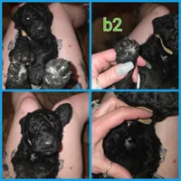 Black boy 2, a male Bernedoodle for sale in Spur, TX – 1 of 2