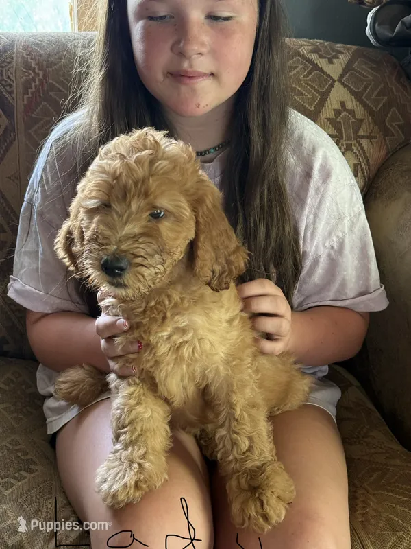 Lady – Bernedoodle puppy for sale in Spur, TX