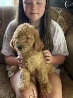 Lady, a female Bernedoodle for sale in Spur, TX – 2 of 2