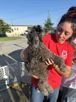 Merle Boy 2, a male Poodle - Standard  for sale in Spur, TX – 4 of 5