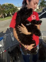 Black and white Boy, a male Poodle - Standard  for sale in Spur, TX – 6 of 6