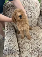 Apricot girl, a male Poodle - Standard  for sale in Spur, TX – 3 of 5