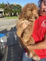 Apricot girl, a male Poodle - Standard  for sale in Spur, TX – 5 of 5