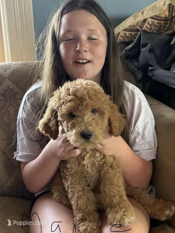 Maple – Bernedoodle puppy for sale in Spur, TX