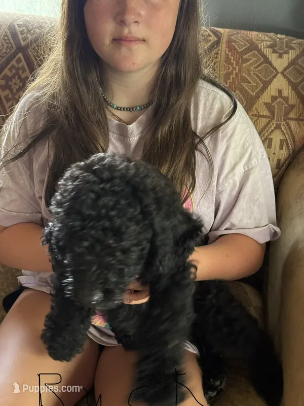 Black boy 2 – Bernedoodle puppy for sale in Spur, TX