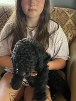 Black boy 2, a male Bernedoodle for sale in Spur, TX – 2 of 2