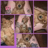 Lady, a female Bernedoodle for sale in Spur, TX – 1 of 2