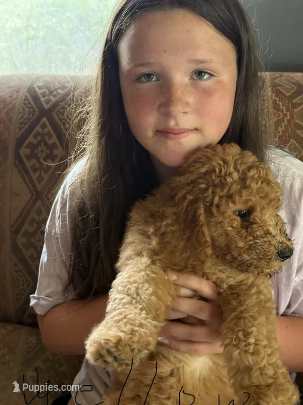 Yellow collar girl – Bernedoodle puppy for sale in Spur, TX