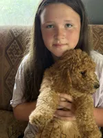 Yellow collar girl, a female Bernedoodle for sale in Spur, TX – 1 of 2
