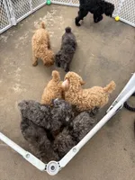 Apricot girl, a male Poodle - Standard  for sale in Spur, TX – 2 of 5