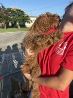 Apricot boy, a male Poodle - Standard  for sale in Spur, TX – 4 of 4