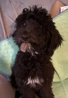 Black and white Boy, a male Poodle - Standard  for sale in Spur, TX – 2 of 6