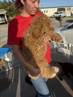 Apricot girl, a male Poodle - Standard  for sale in Spur, TX – 4 of 5