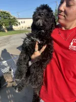 Black and white Boy, a male Poodle - Standard  for sale in Spur, TX – 4 of 6