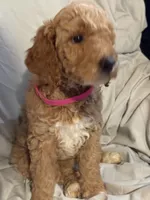 Apricot girl, a male Poodle - Standard  for sale in Spur, TX – 1 of 5