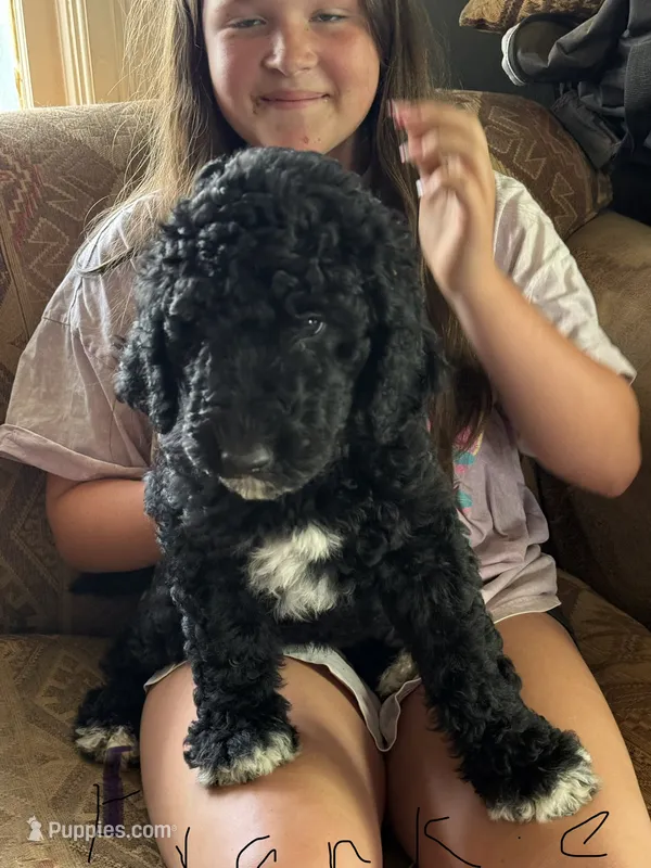Frank – Bernedoodle puppy for sale in Spur, TX