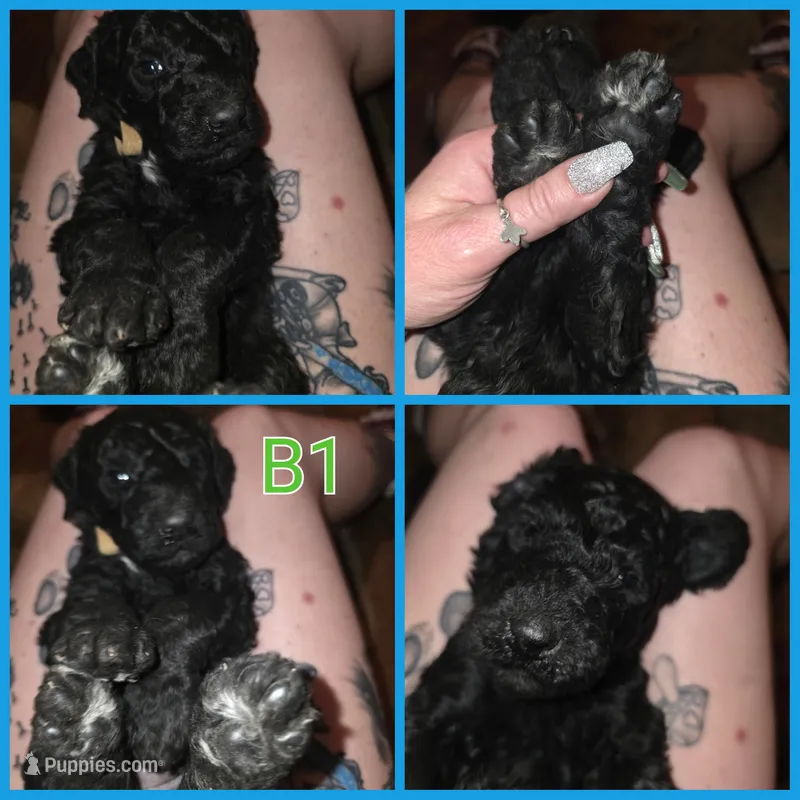 Black boy 1 – Bernedoodle puppy for sale in Spur, TX