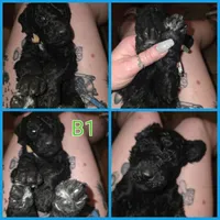 Black boy 1, a male Bernedoodle for sale in Spur, TX – 1 of 2