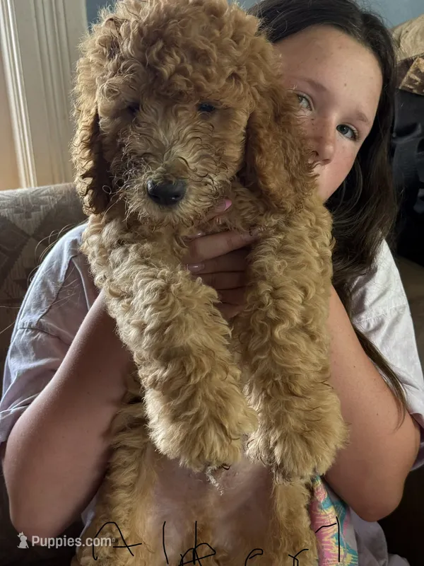 Albert – Bernedoodle puppy for sale in Spur, TX