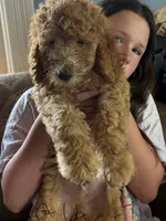 Albert, a male Bernedoodle for sale in Spur, TX – 1 of 3