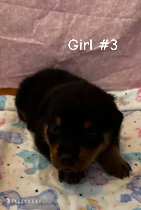 Sadie – Rottweiler puppy for sale in Stokesdale, NC