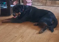Sadie, a female Rottweiler for sale in Stokesdale, NC – 3 of 3