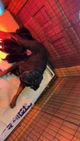 Sadie, a female Rottweiler for sale in Stokesdale, NC – 2 of 3