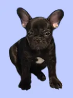 KP, a female French Bulldog for sale in Spanaway, WA – Photo 1 of 2