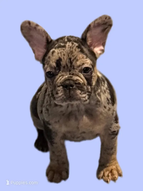 Natalie – French Bulldog puppy for sale in Spanaway, WA