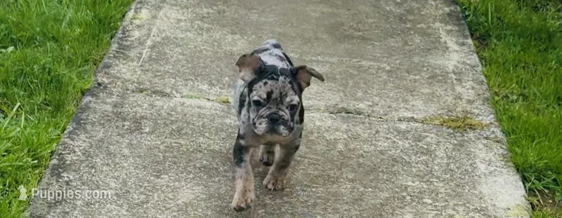 Natalie – French Bulldog puppy for sale in Spanaway, WA