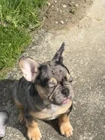 U2, a male French Bulldog for sale in Spanaway, WA – Photo 2 of 7