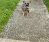 U2, a male French Bulldog for sale in Spanaway, WA – Photo 3 of 7