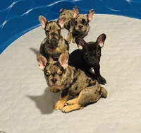 Gizmo , a male French Bulldog for sale in Spanaway, WA – Photo 2 of 2