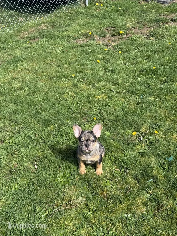 Gizmo  – French Bulldog puppy for sale in Spanaway, WA