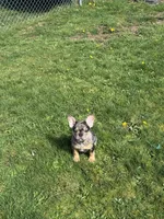 U2, a male French Bulldog for sale in Spanaway, WA – Photo 1 of 7