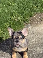 U2, a male French Bulldog for sale in Spanaway, WA – Photo 4 of 7