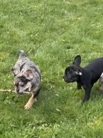 U2, a male French Bulldog for sale in Spanaway, WA – Photo 6 of 7