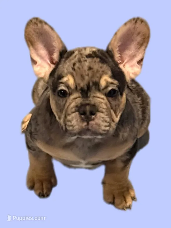 Gizmo  – French Bulldog puppy for sale in Spanaway, WA