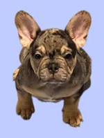 Gizmo , a male French Bulldog for sale in Spanaway, WA – Photo 1 of 2